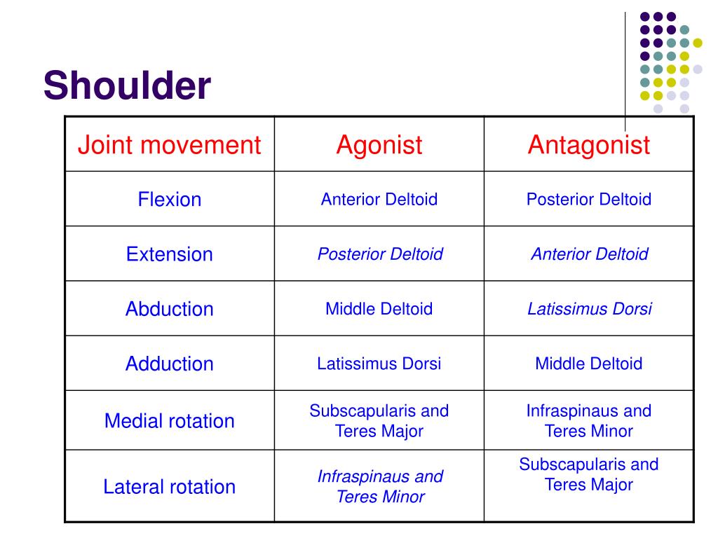 PPT Muscles and Movement PowerPoint Presentation, free download ID