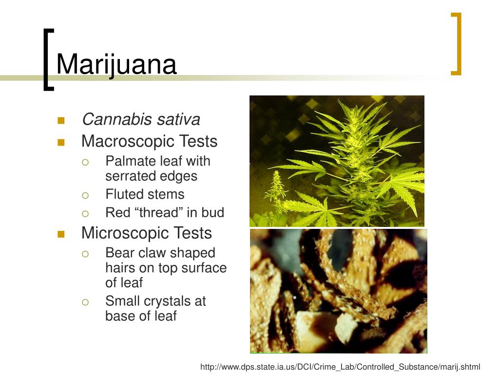 PPT Presumptive Drug Tests PowerPoint Presentation, free download ID166853