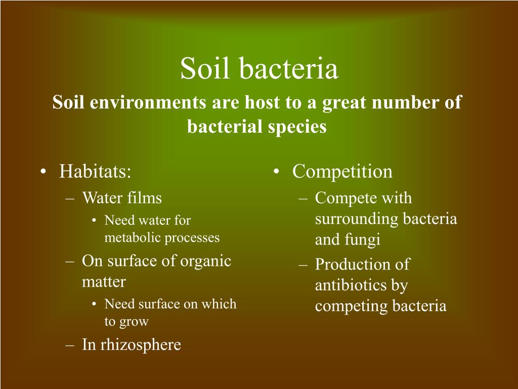 PPT Soil and Antibiotics PowerPoint Presentation, free