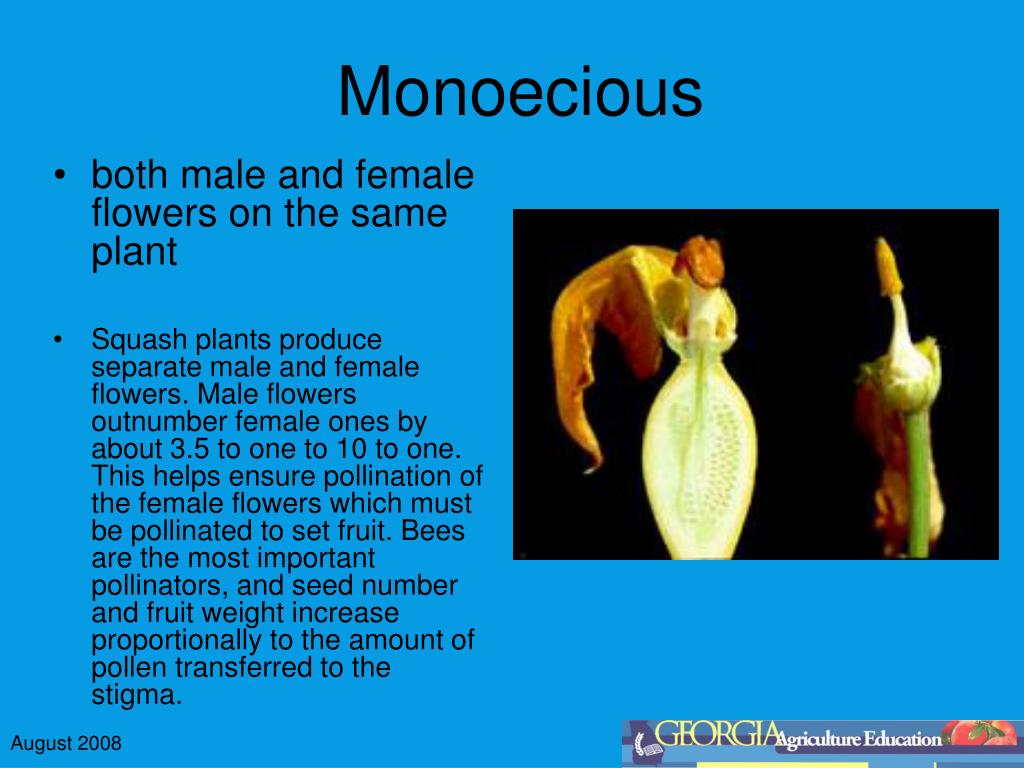 PPT Flowers PowerPoint Presentation ID17042