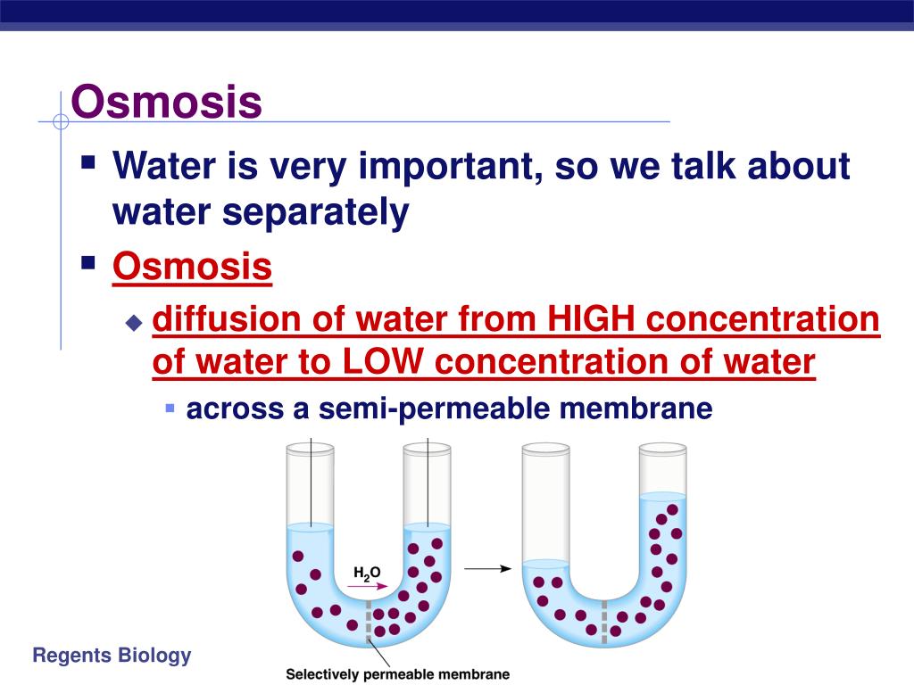 PPT Cell Membranes & Movement Across Them PowerPoint Presentation