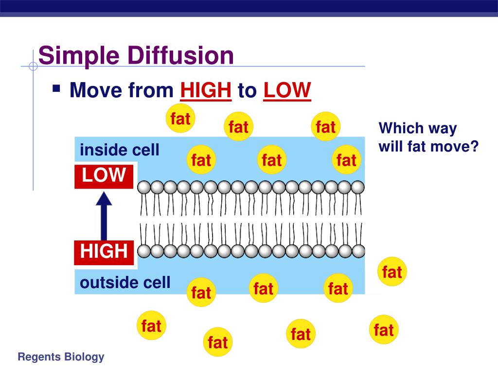 PPT Cell Membranes & Movement Across Them PowerPoint Presentation