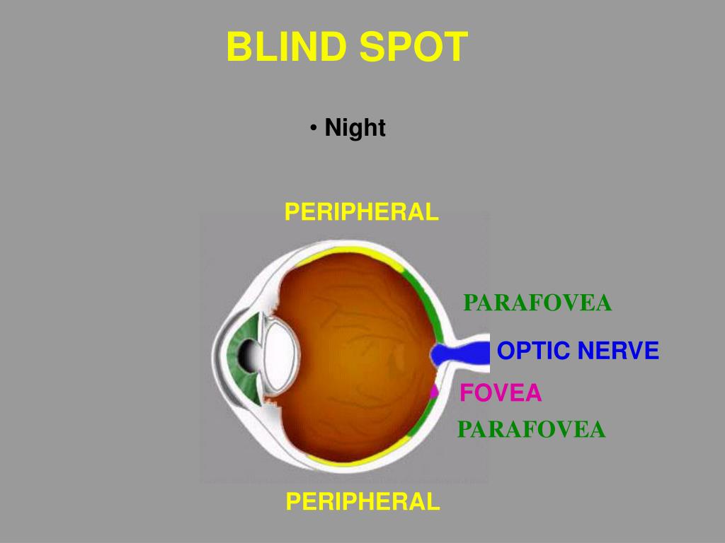 PPT NIGHT VISION ORIENTATION PowerPoint Presentation, free download