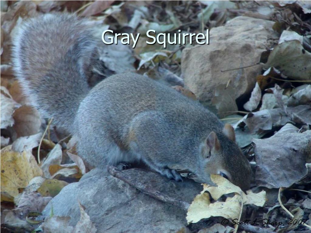 PPT Unit X Mammals of Kansas Information PowerPoint Presentation