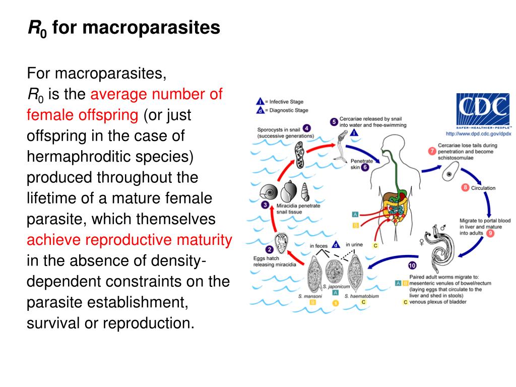 PPT Introduction to infectious disease modelling PowerPoint Presentation ID176166