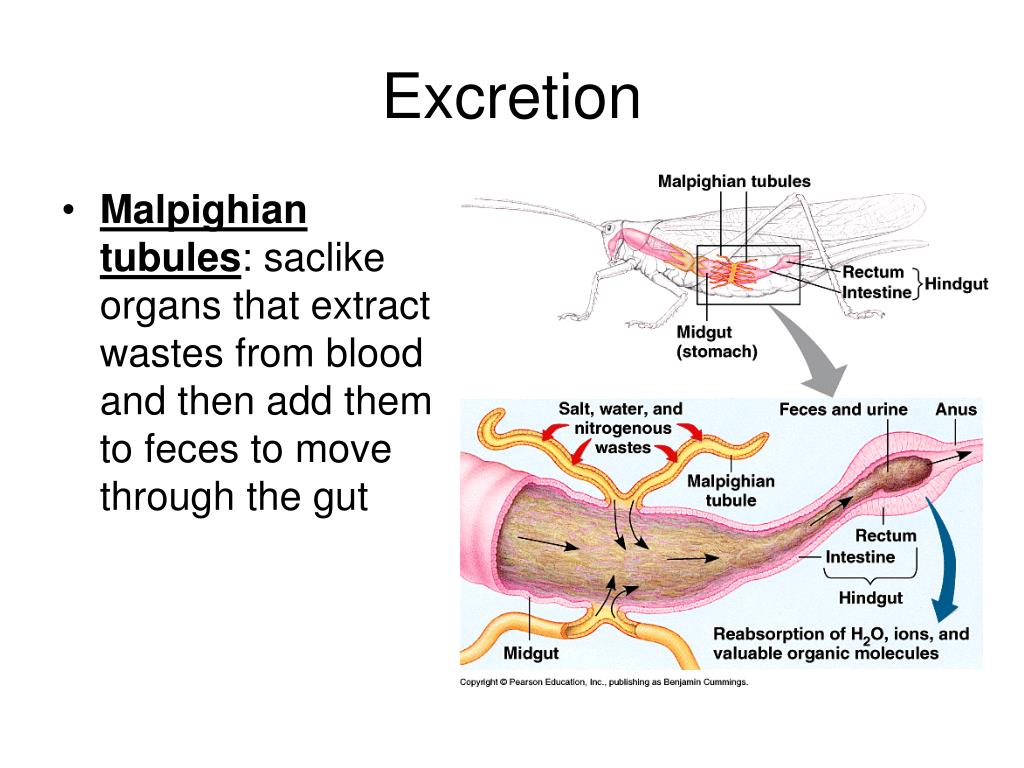 PPT - Arthropods PowerPoint Presentation - ID:176394