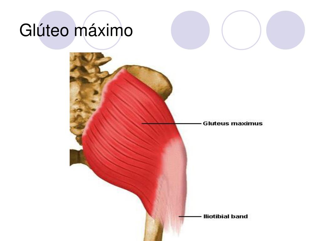 PPT Complexo articular do quadril e cintura pélvica PowerPoint