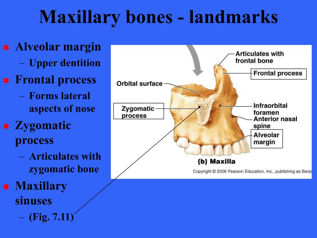 PPT THE SKELETON PowerPoint Presentation, free download ID176647