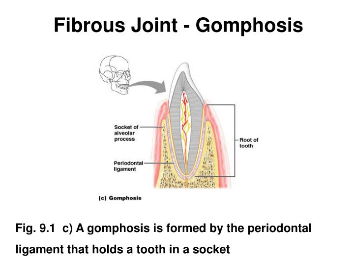 PPT Joints Bone Connections PowerPoint Presentation ID176707