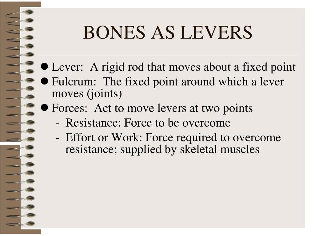 PPT SKELETAL SYSTEM PowerPoint Presentation, free download ID176773