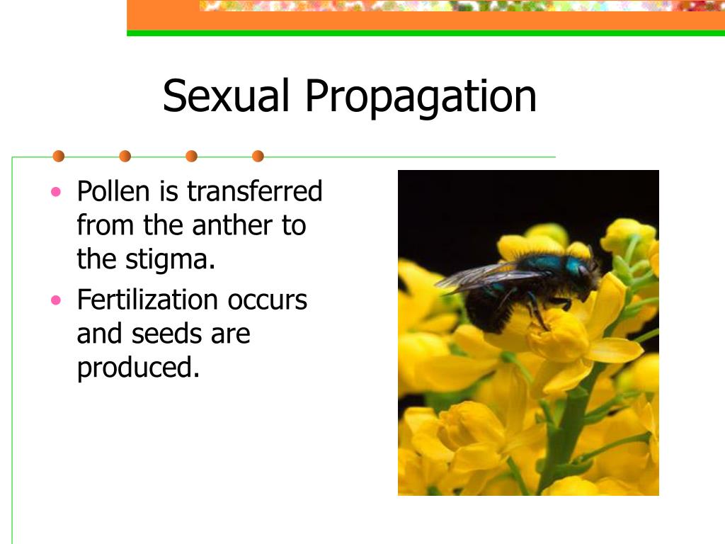 PPT Plant Propagation PowerPoint Presentation, free download ID178076