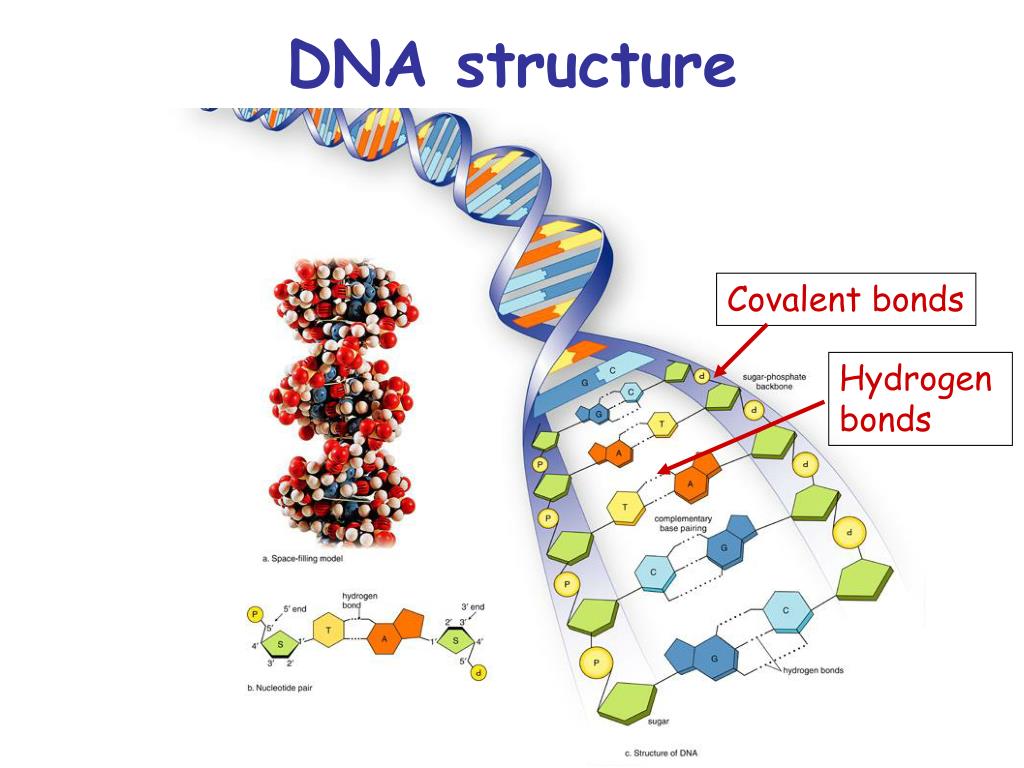 PPT DNA Manipulation in Synthetic Biology PowerPoint Presentation