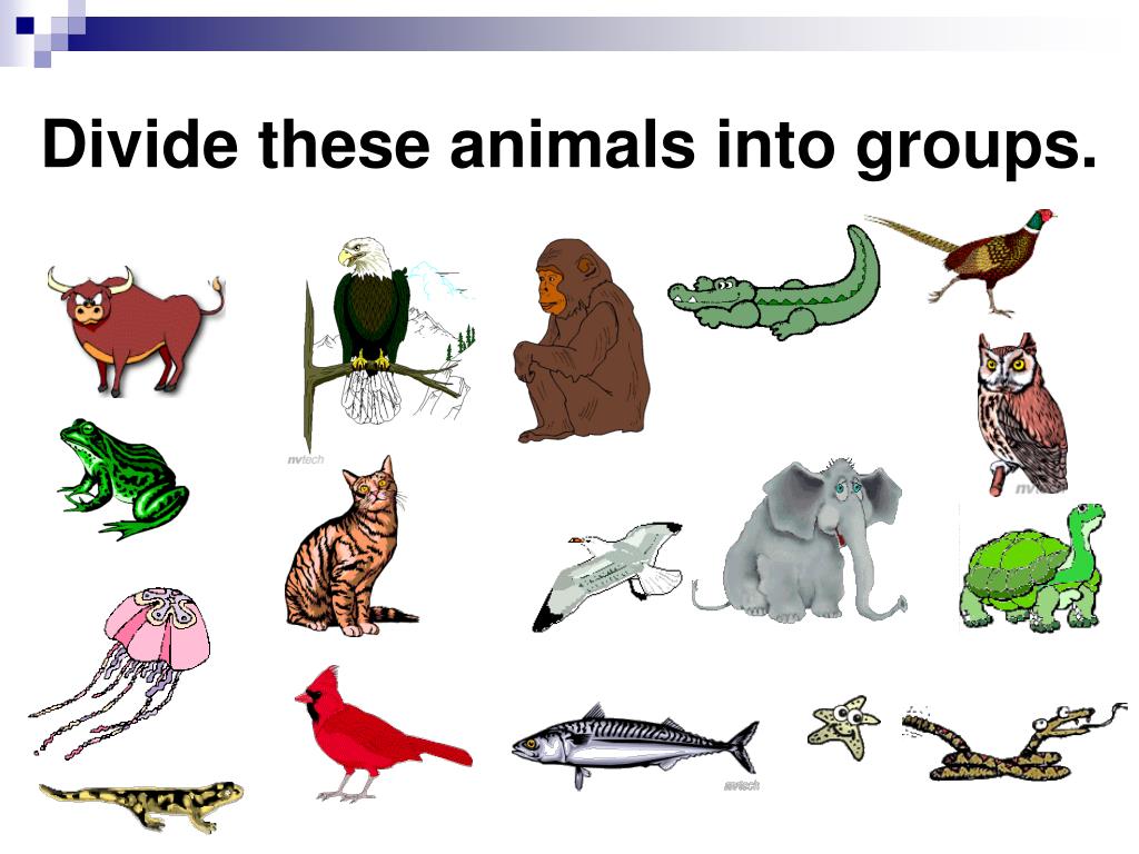 PPT Animal Classification A Writing Across Curriculum Activity