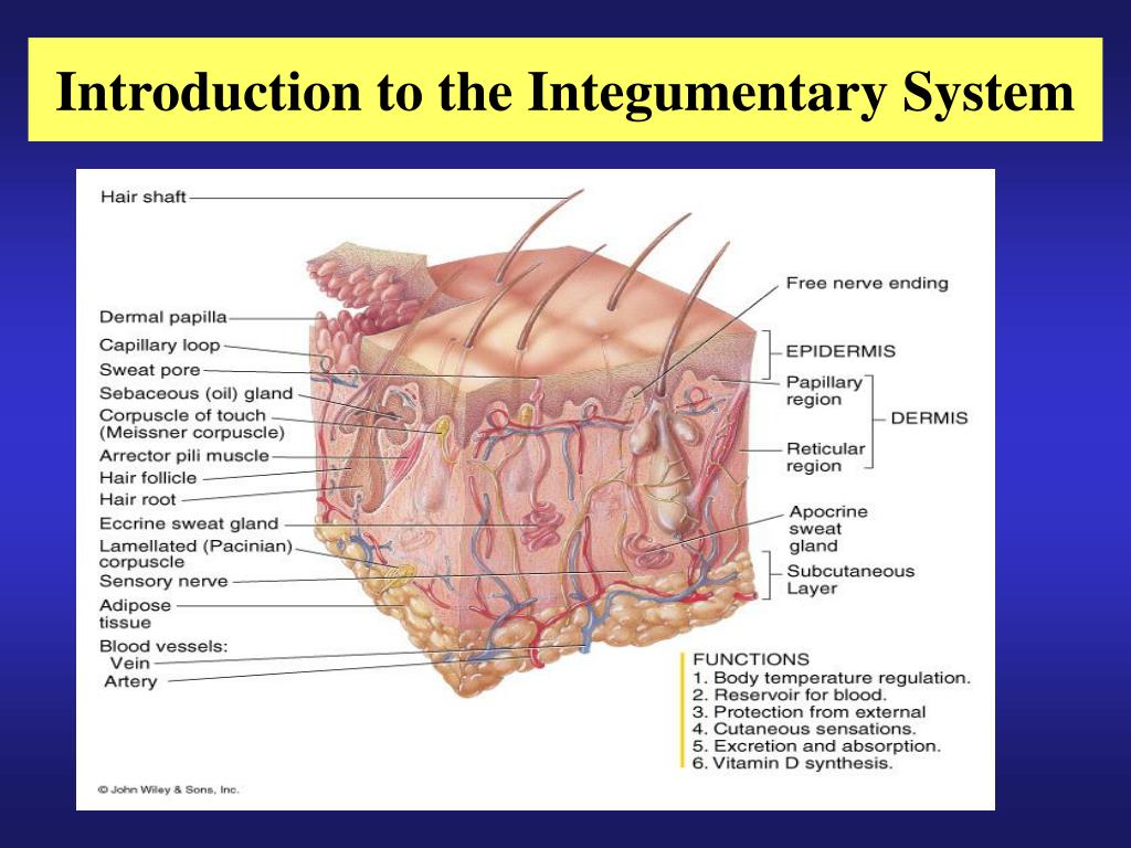 PPT Glandular Epithelium PowerPoint Presentation, free download ID