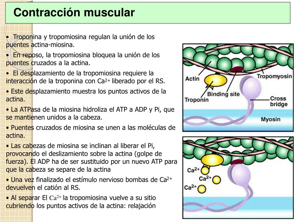 PPT CONTRACCIÓN MUSCULAR PowerPoint Presentation ID180500