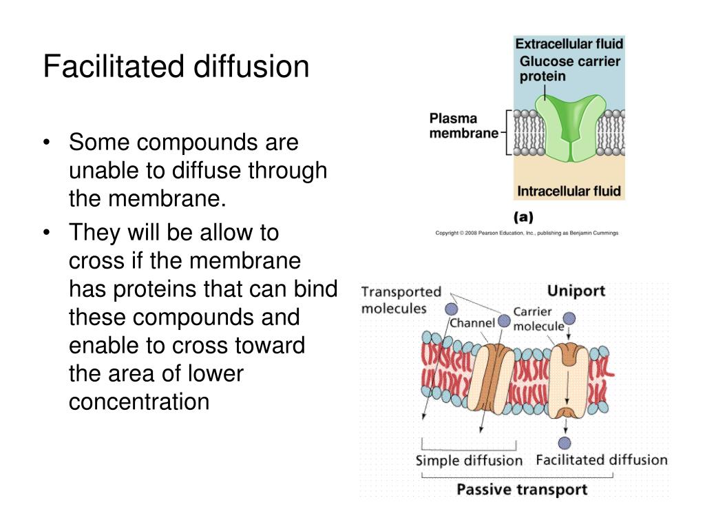 PPT The Cell PowerPoint Presentation, free download ID184515