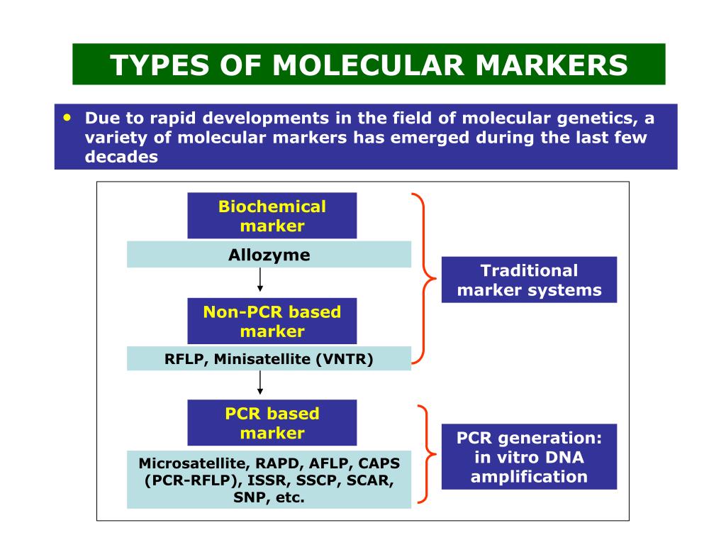 PPT MOLECULAR MARKER TECHNOLOGIES PowerPoint Presentation, free