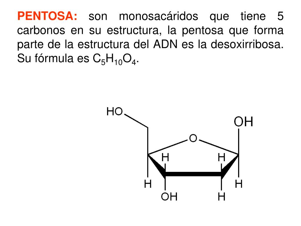 PPT EL ADN PowerPoint Presentation ID197301