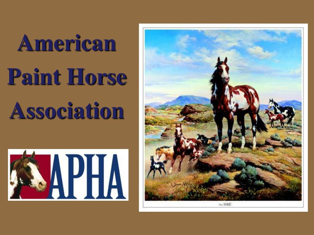 PPT American Paint Horse Association PowerPoint Presentation, free