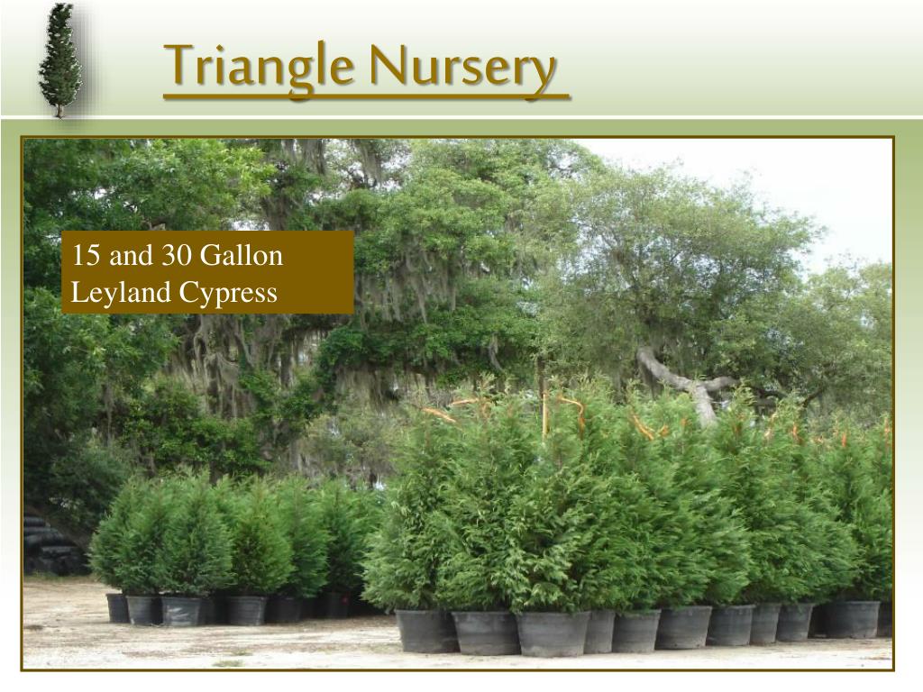 PPT Triangle Nursery PowerPoint Presentation, free download ID203766