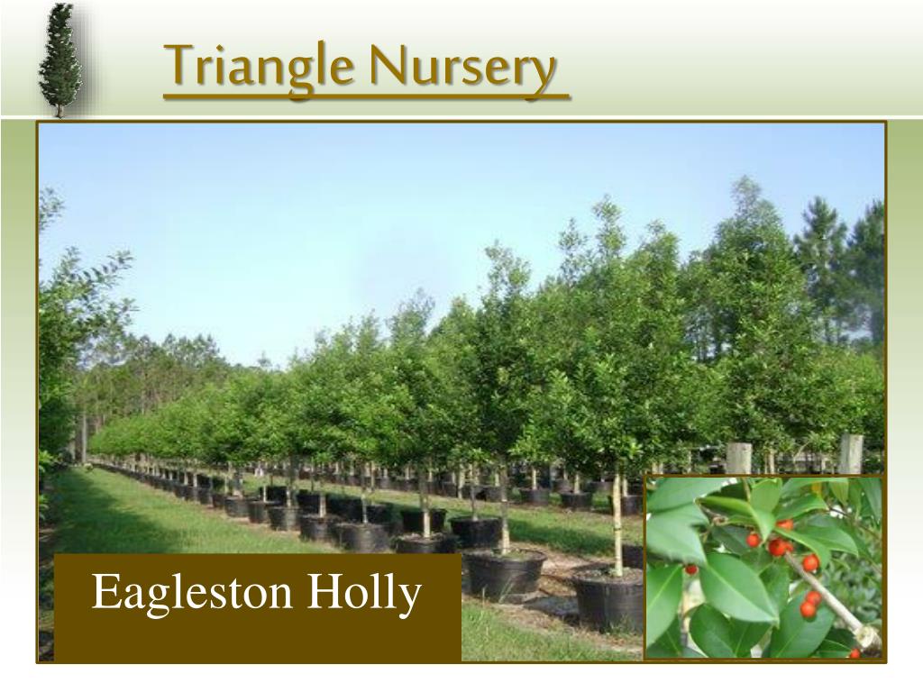 PPT Triangle Nursery PowerPoint Presentation, free download ID203766
