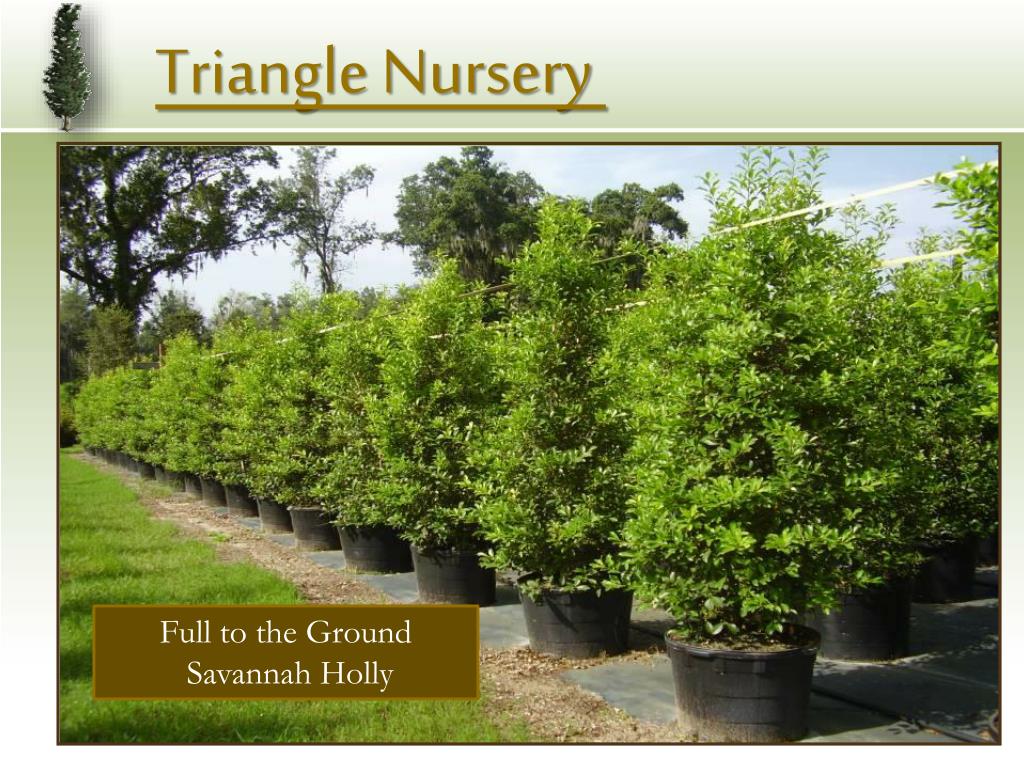 PPT Triangle Nursery PowerPoint Presentation, free download ID203766