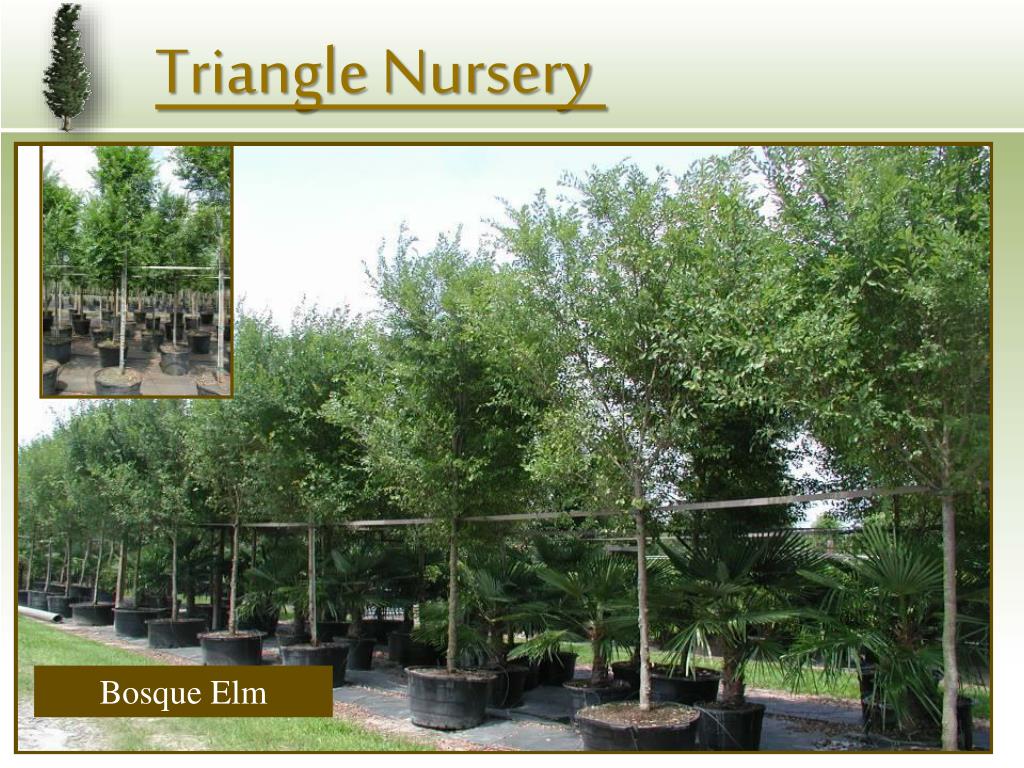 PPT Triangle Nursery PowerPoint Presentation, free download ID203766