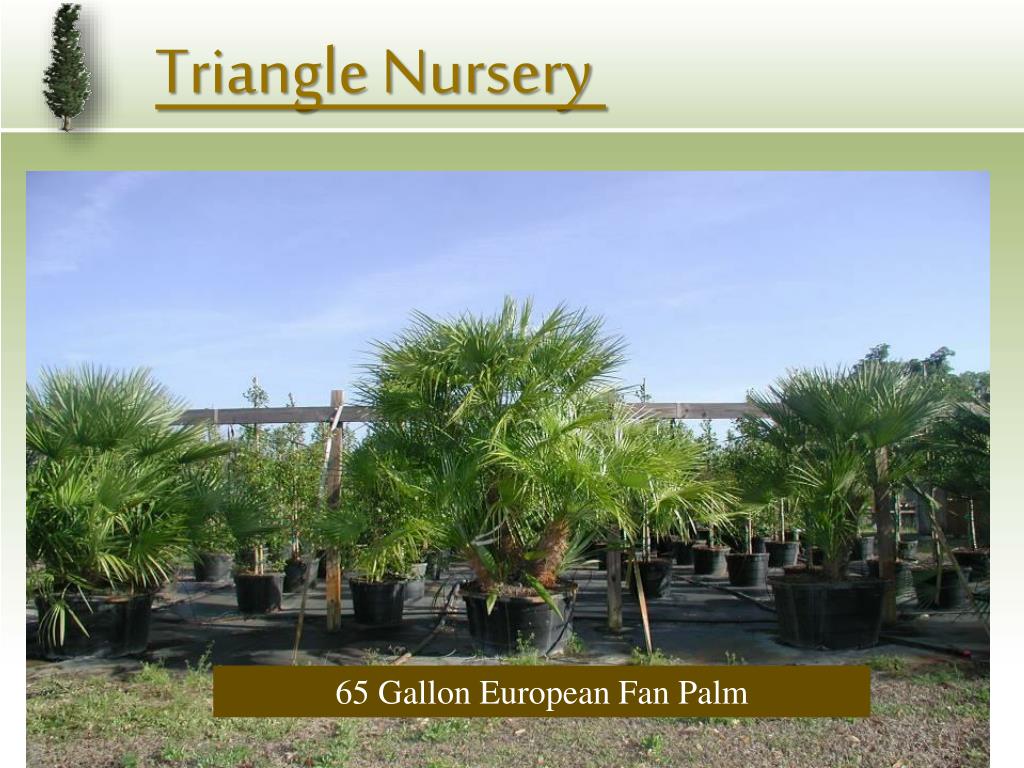 PPT Triangle Nursery PowerPoint Presentation, free download ID203766