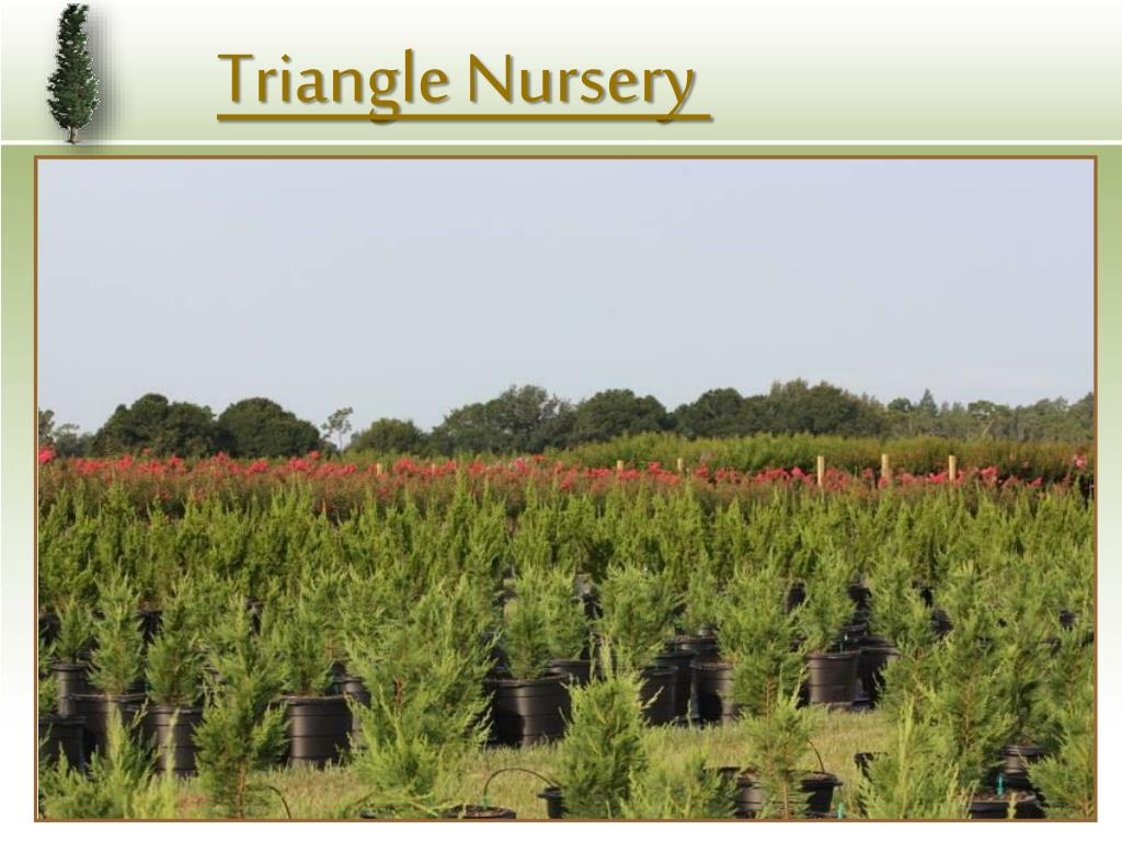 PPT Triangle Nursery PowerPoint Presentation, free download ID203766