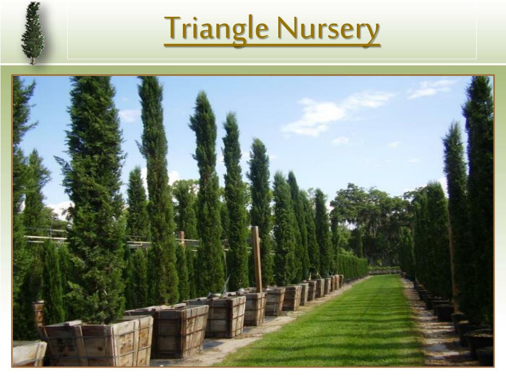 PPT Triangle Nursery PowerPoint Presentation, free download ID203766