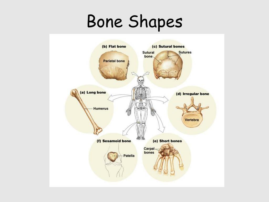PPT Skeletal System PowerPoint Presentation, free download ID205431