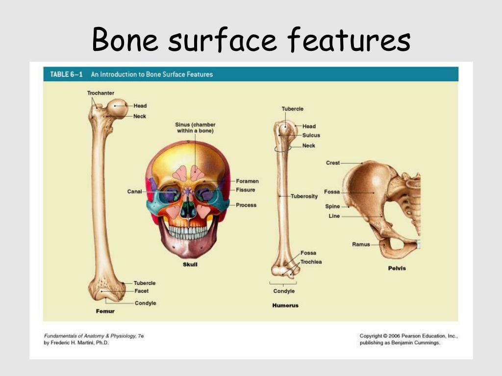 PPT Skeletal System PowerPoint Presentation ID205431