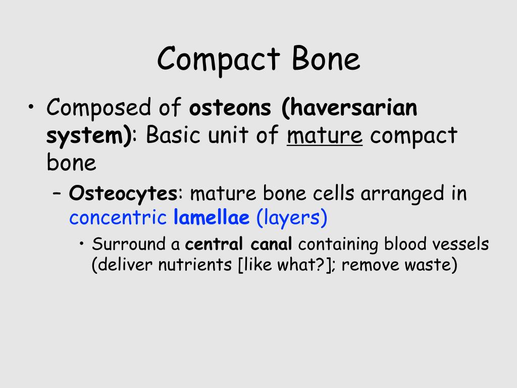 PPT Skeletal System PowerPoint Presentation, free download ID205431