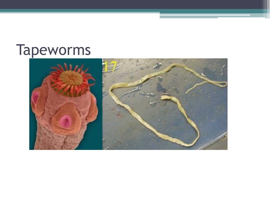 PPT Parasites PowerPoint Presentation, free download ID205432