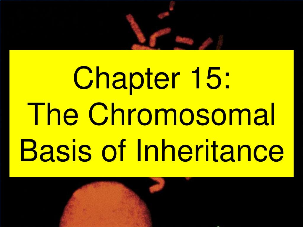 PPT Chapter 15 The Chromosomal Basis of Inheritance PowerPoint