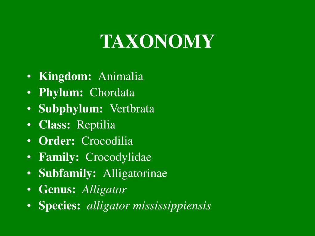 PPT AMERICAN ALLIGATOR Alligator mississippiensis PowerPoint