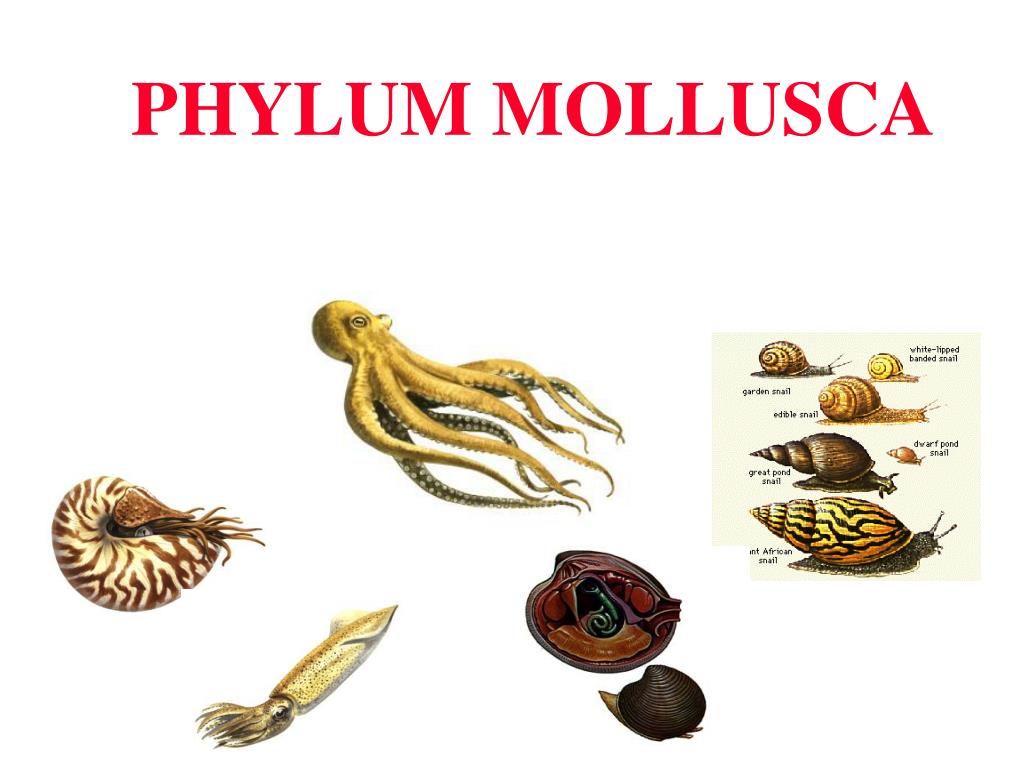 PPT PHYLUM MOLLUSCA PowerPoint Presentation, free download ID208276