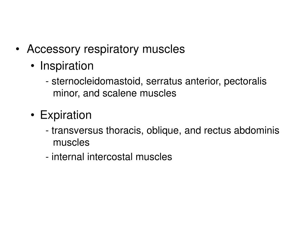 PPT The Respiratory System PowerPoint Presentation, free download