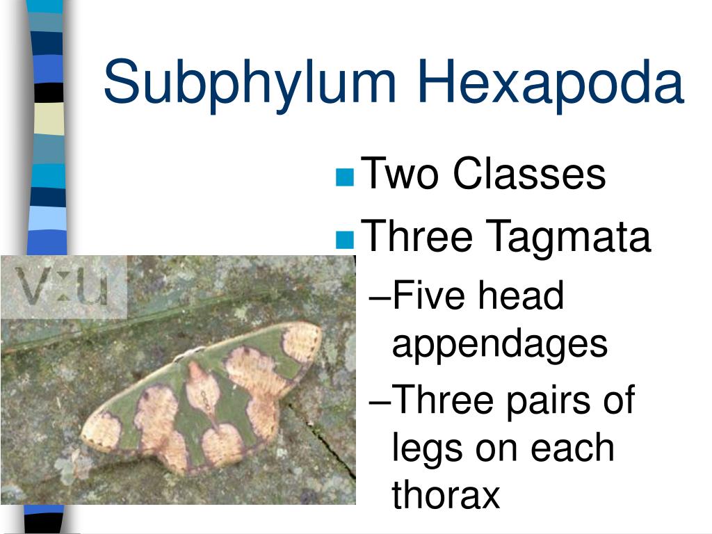 PPT Myriapoda and Hexapoda PowerPoint Presentation, free download