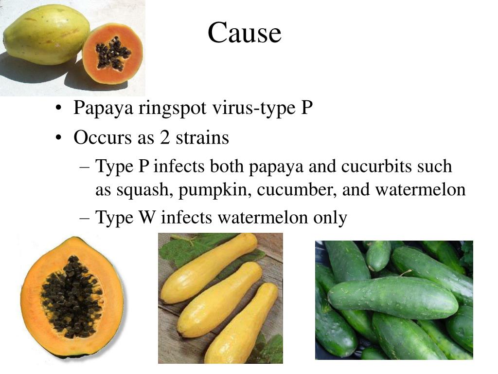PPT Papaya Ringspot Disease PowerPoint Presentation, free download