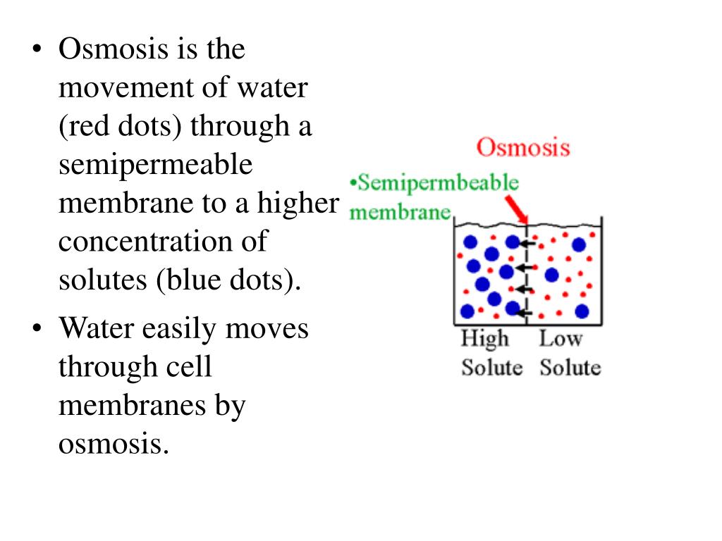 PPT Diffusion is the movement of molecules from a high concentration