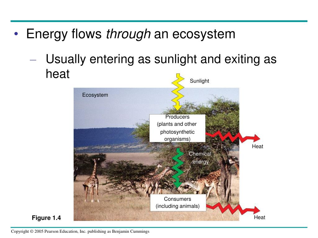 PPT General Biology PowerPoint Presentation, free download ID209887