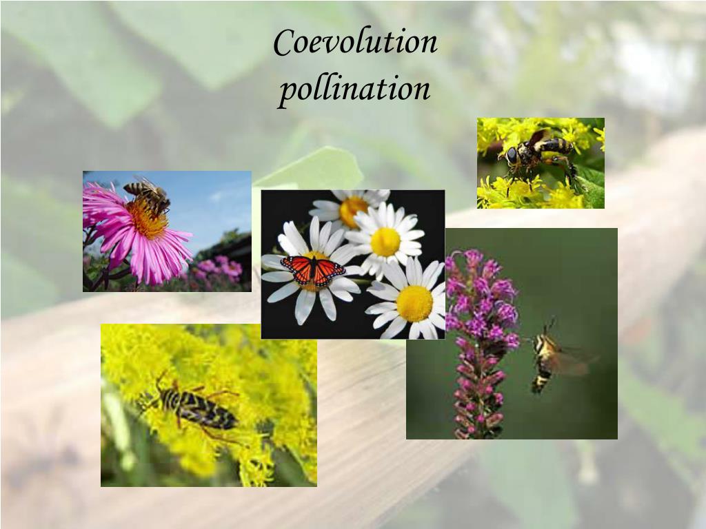 PPT Coevolution PowerPoint Presentation, free download ID210192