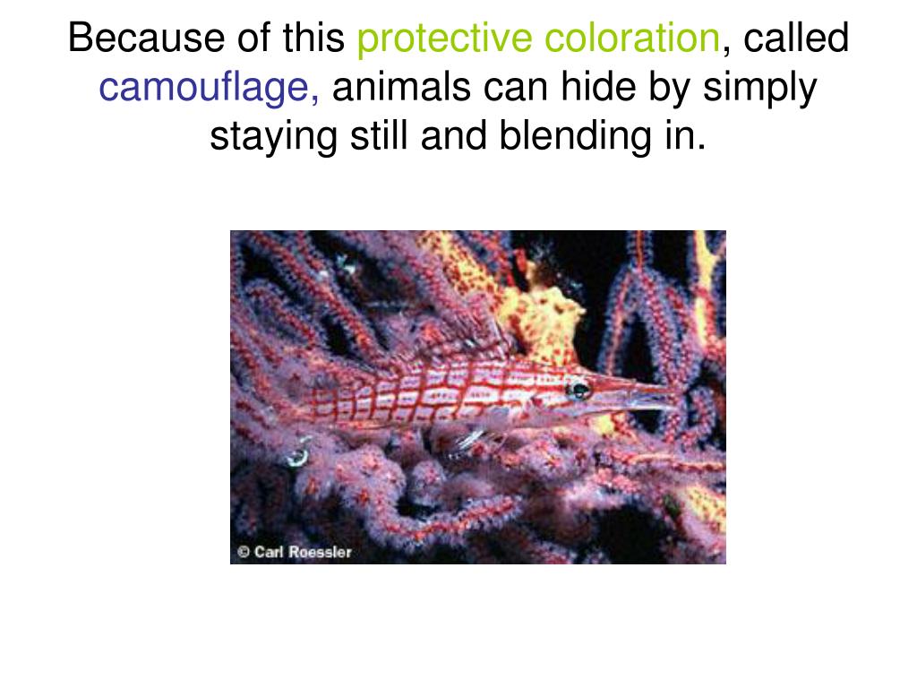 PPT - What Is Camouflage? PowerPoint Presentation, free download - ID