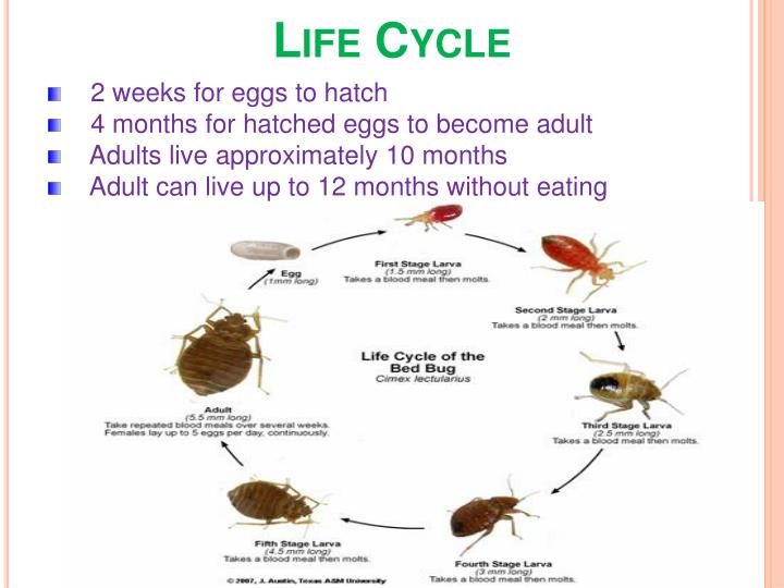 PPT BED BUGS PowerPoint Presentation ID210714