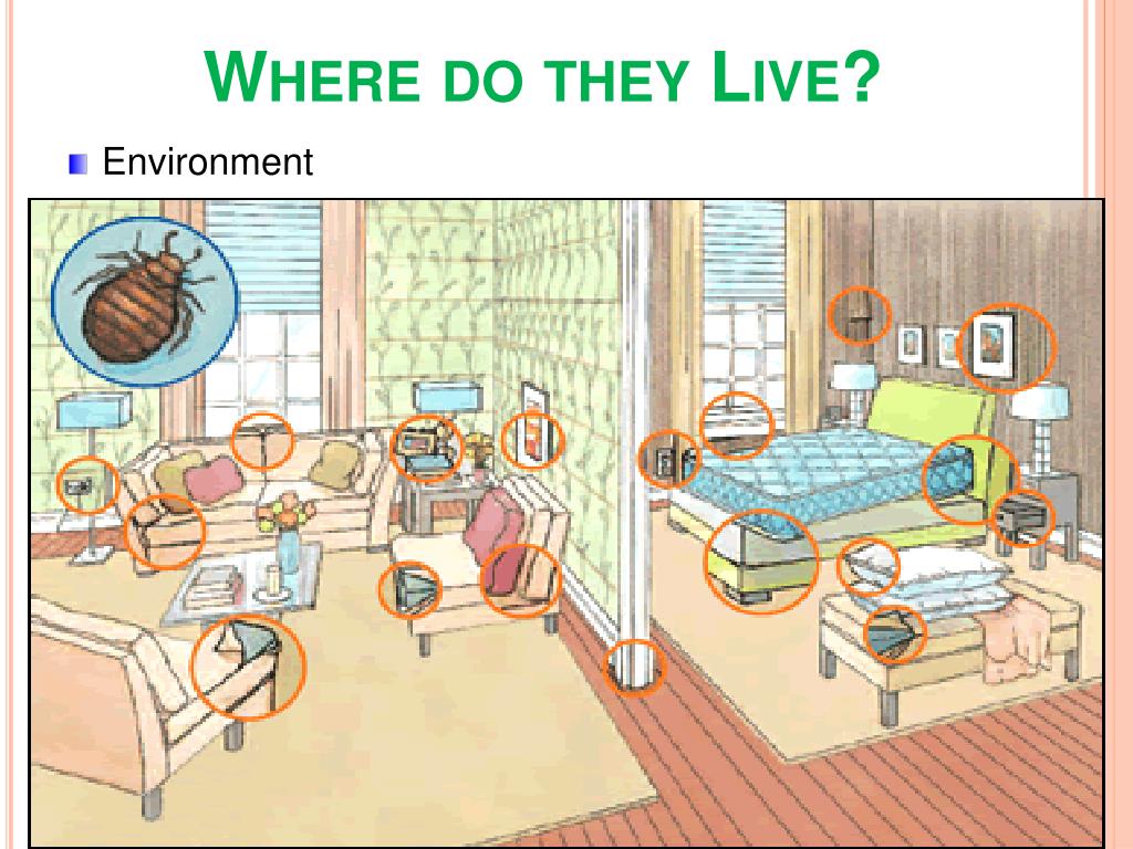 PPT BED BUGS PowerPoint Presentation, free download ID210714