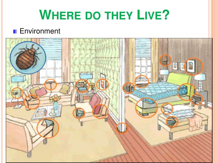 PPT BED BUGS PowerPoint Presentation ID210714