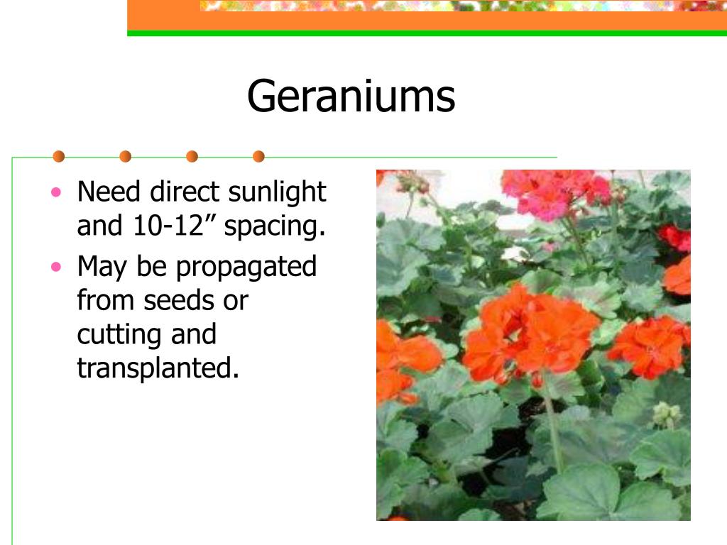 PPT Bedding Plant Production PowerPoint Presentation, free download