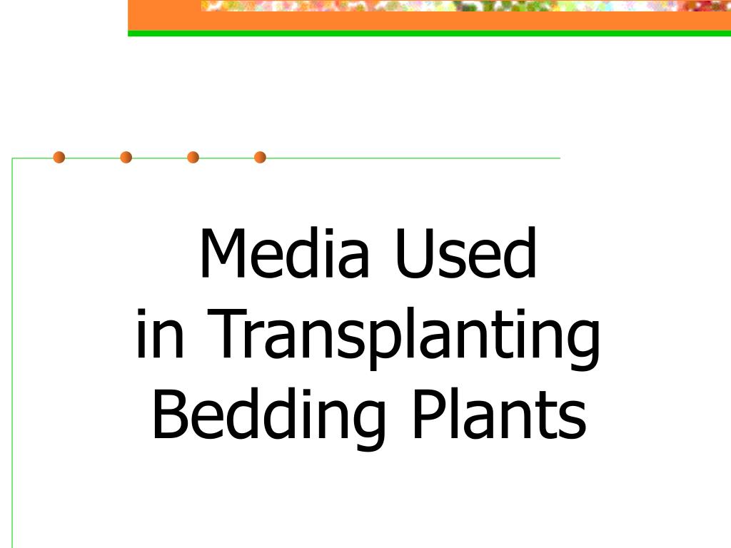PPT Bedding Plant Production PowerPoint Presentation, free download