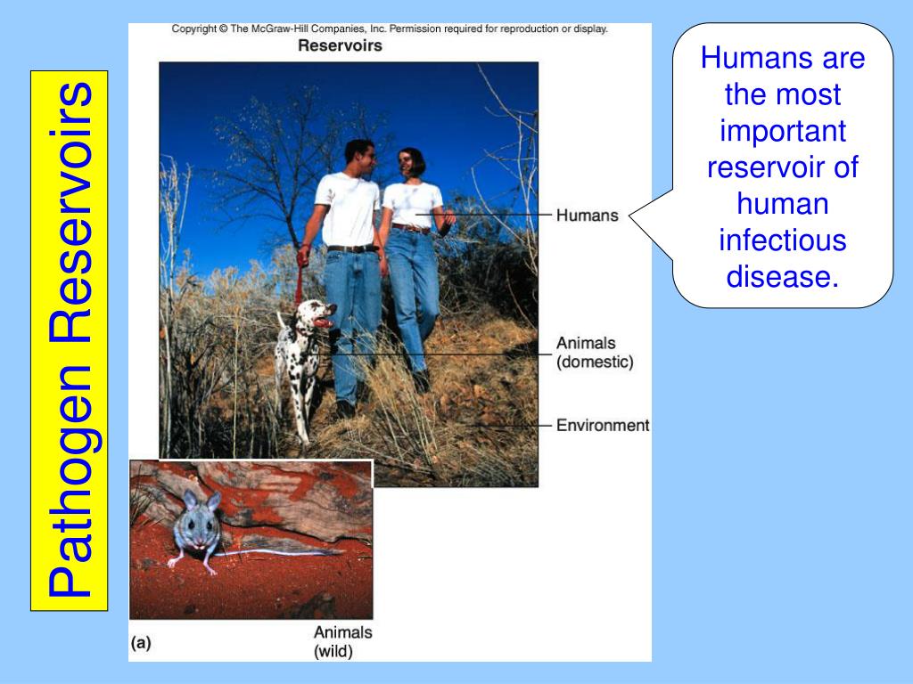 PPT Chapter 20 Epidemiology PowerPoint Presentation, free download